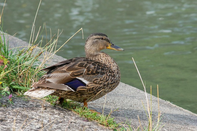 Sådan knækker du svære krydsord: 7 eksperttips