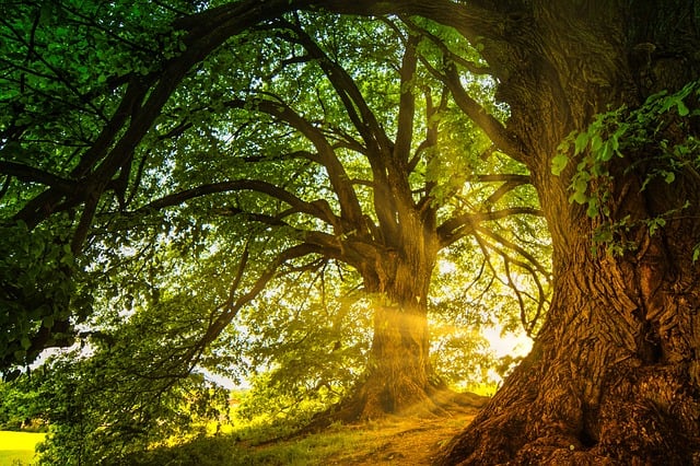 Grønne oaser: Natur og friluftsliv på refshaleøen