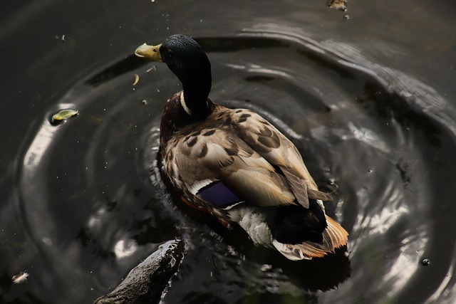 Lær at afkode hints: Guide til krydsordets ledetråde