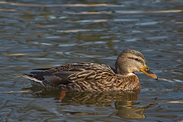 Sådan knækker du koden: 10 tricks til at løse svære krydsord