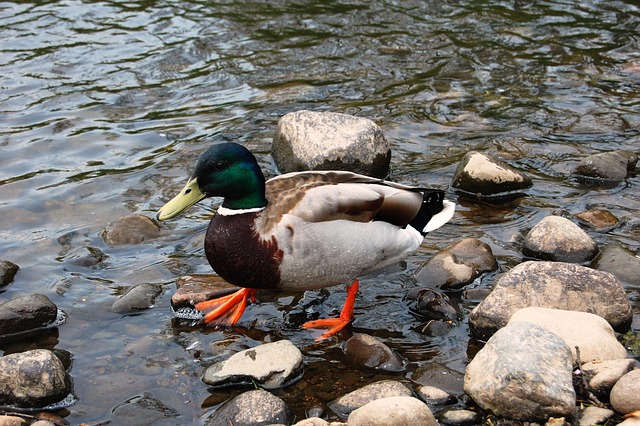 Sådan knækker du koden: 7 tips til at løse selv de sværeste krydsord