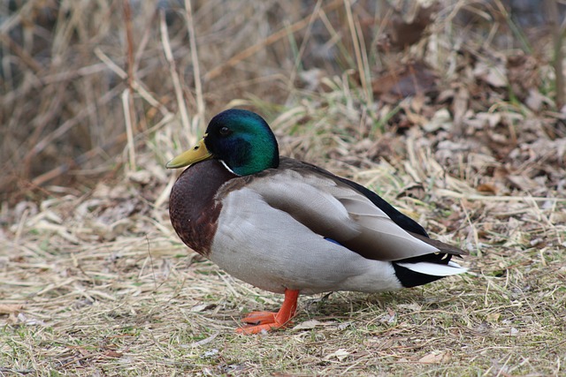 Lær at afkode tvetydige ledetråde – og vind over de sværeste krydsord