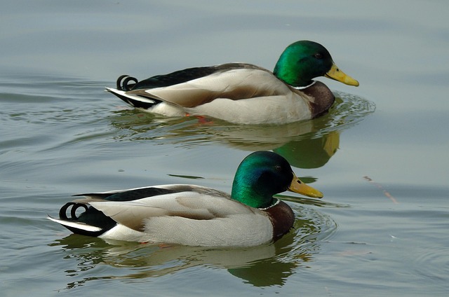 Ordbøger og apps: Din digitale krydsord assistent