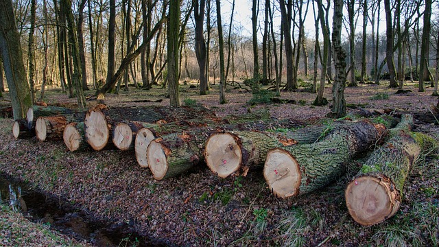 Alt du skal vide om skovning: Fra skovbund til bæredygtigt træ